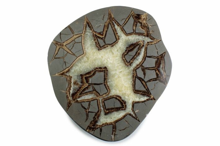 Polished Septarian Nodule End-Cut - Utah #378353